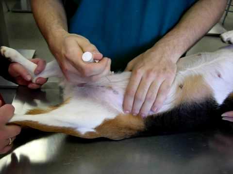 how to perform cystocentesis dog