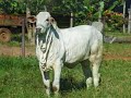 Nutroeste Nutrição Animal INSTITUCIONAL