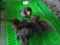 lovebird meets its younger siblings for the first time