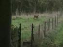 Renard-Chevreuils-Sangliers Renard-Chevreuils-Sangliers