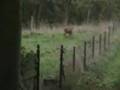 Renard-Chevreuils-Sangliers
