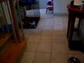 puppy breaking out of cage