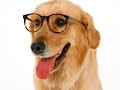 funny-dogsmusic-schnappy.html