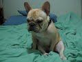French Bulldog strokes himself
