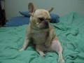 French Bulldog strokes himself