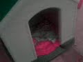 Zoey And Dinosaur Show ! - Doggy tricks  =]