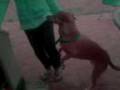 videos de Zoey And Dinosaur Show ! - Doggy tricks  =]