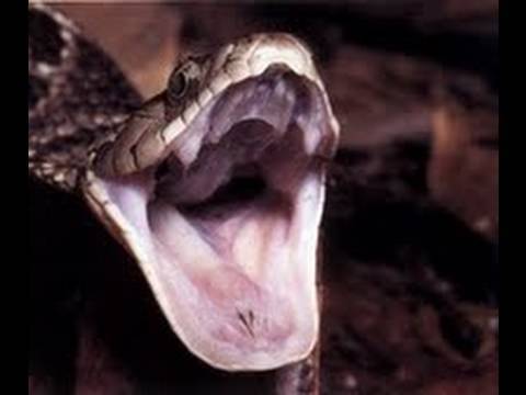 snake