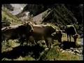 Geierwally - Jodeln