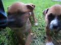 BOXER CACHORROS