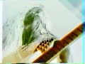 Video clip that originally appeared on the cdrom part of The Jackal Pact (1998).Albums:Immortal Horde EP 1993The Lady Rides A Black Horse 1995Reign of Obscenity 1996The Jackal Pact 1998The Spectral Voices 2000Ordo Templi Aeternae Lucis / Gorgon 2006
