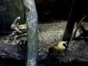 Crab Dance