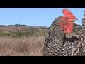 Yes on Prop 2--a student created commercial Yes on Prop 2--a student created commercial