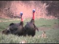 Kansas Turkey Hunt 2011
