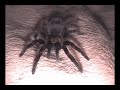 Brachypelma albopilosum walk Brachypelma albopilosum walk
