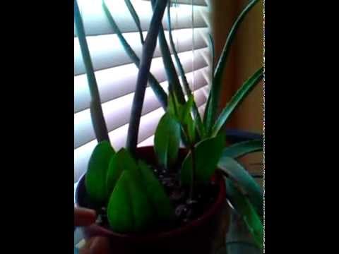 how to care zz plant