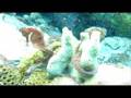 videos de Cavalo Marinho em Arraial do Cabo Rio de Janeiro