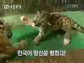 Lion vs Tiger vs Cougar interaction Lion vs Tiger vs Cougar interaction