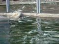 Polarbears Flocke 20 and Rasputin 21 month Zoo Nuernberg CIMG 01