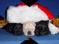 B.I.D.D.E. - Frohe Weihnachten