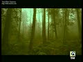 wagner   tristan und isolde   liebestod  furtwängler 