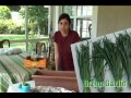 Grow Green Garlic -Gardening made easy!