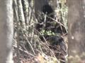Bigfoot spotting