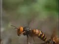 Hornets vs. Bees