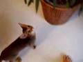 不意討ちに驚き咳き込む猫 surprise attack