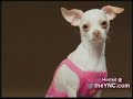 doggie erectile dysfunction doggie erectile dysfunction