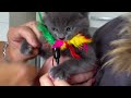 Click here to watch this video Lucky qui Grogne !