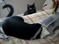 Minnow gets stuck and falls down.