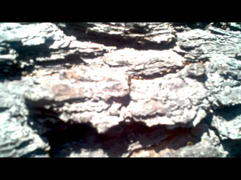 how to get rid of kudzu stink bugs