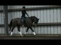 videos de Ben trot long rein