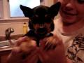 My Dog SPIKE!! episode 1