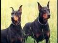 Doberman Pinscher... View Video