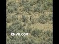 Coyote hunting, Utah 10-06
