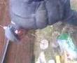 videos de waz