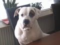 American Bulldog