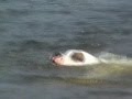 Bulldog Americano video
