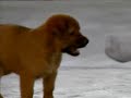 Bite Of Love -girl\
