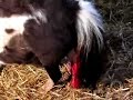 Foaling of a miniature Shetland pony or horse 07