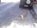 chien nea penteli