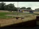 Trial At Crayford Questy