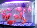 Fish Training 1 Fish Training 1