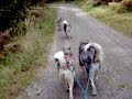 Alaskan malamutes-bikeyoring 2