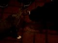 devon rex kitten vs pugg
