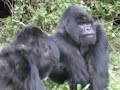 Gorillas in the mist Gorillas in the mist