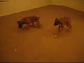 My 2 boxers and rottweiler  puppy