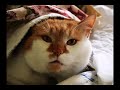 Jokes That Cats Tell - Ep1 They Were Alone